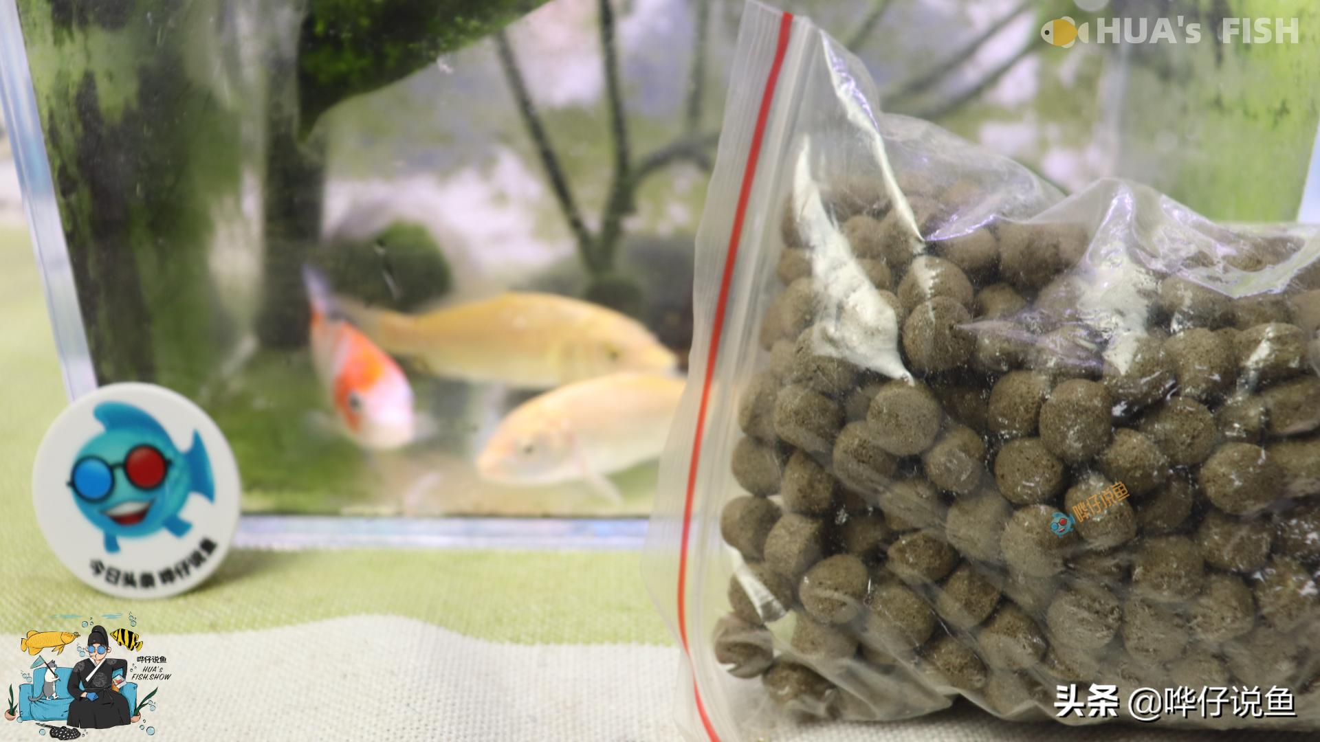 为什么买的观赏鱼不容易养活,小型观赏鱼为什么没必要养