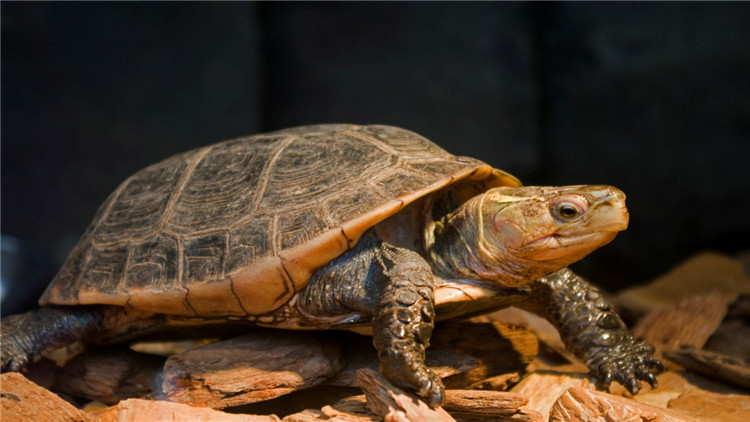 天气冷乌龟不吃食,乌龟冬天不吃食怎么办