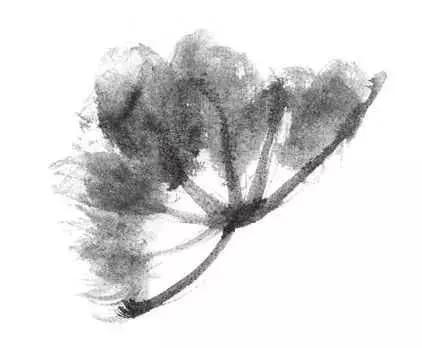 白描荷花的画法图片,如何画荷花白描大片