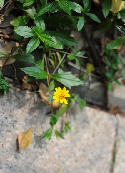 「摄影小白学习篇」3个拍出浅景深的简单技巧