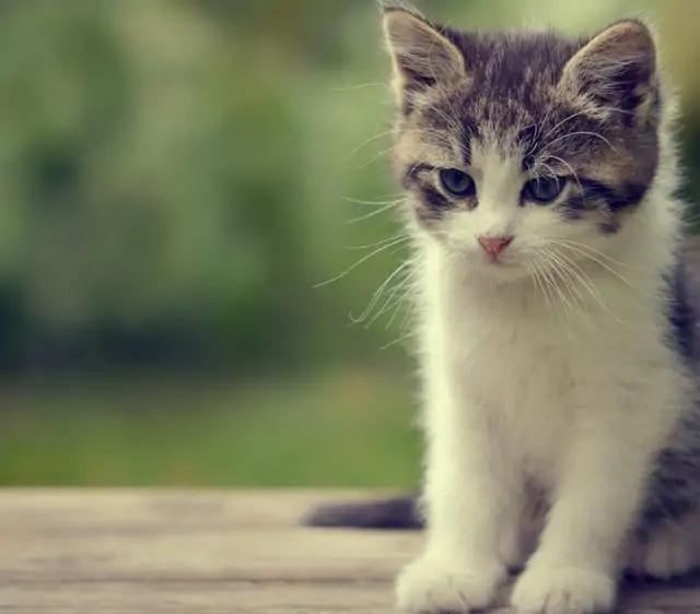 以前养猫跟现在养猫区别,以前养猫和现在养猫的区别