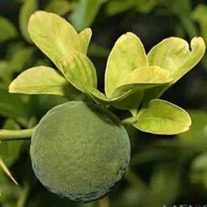 专业祛红血丝修复敏感肌,修复红血丝脸部精油