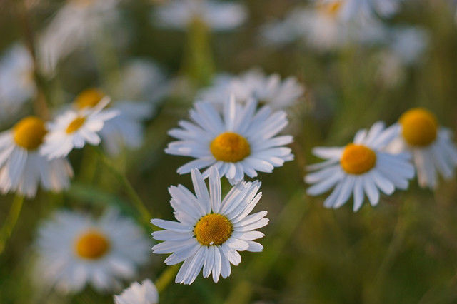 洋甘菊花语苦难中的坚强,洋甘菊真是好养活