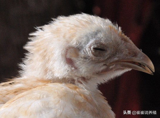 冬季肿头肿脸反反复复，了解原因和防治，这个办法很好使