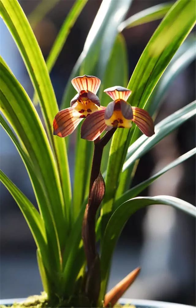 养兰新手用啥盆,最简单的养兰植料