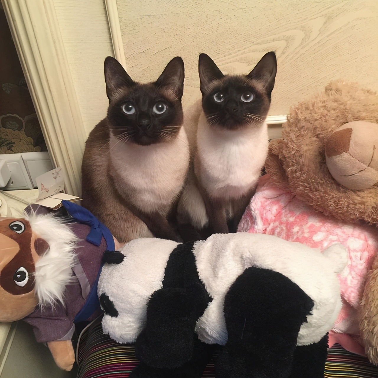 养猫首选这5种,养猫首选品种