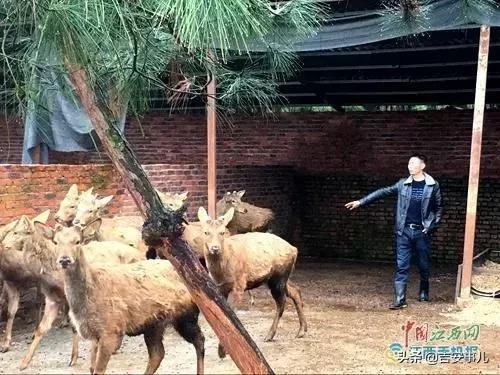 励志，吉水阜田镇养鹿致富带头人罗富苟的传奇人生