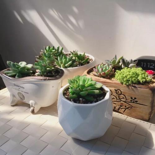 花盆里有红蜘蛛怎么处理,花盆土里有红蜘蛛怎么消灭最彻底