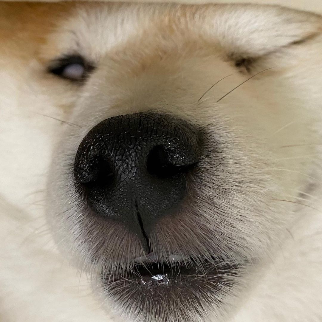 花1w买柴犬,柴犬怎么分辨是土狗