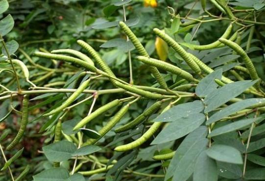 宝藏植物“蛇灭门”:毒蛇都躲着它,搞养殖的朋友有必要种植它