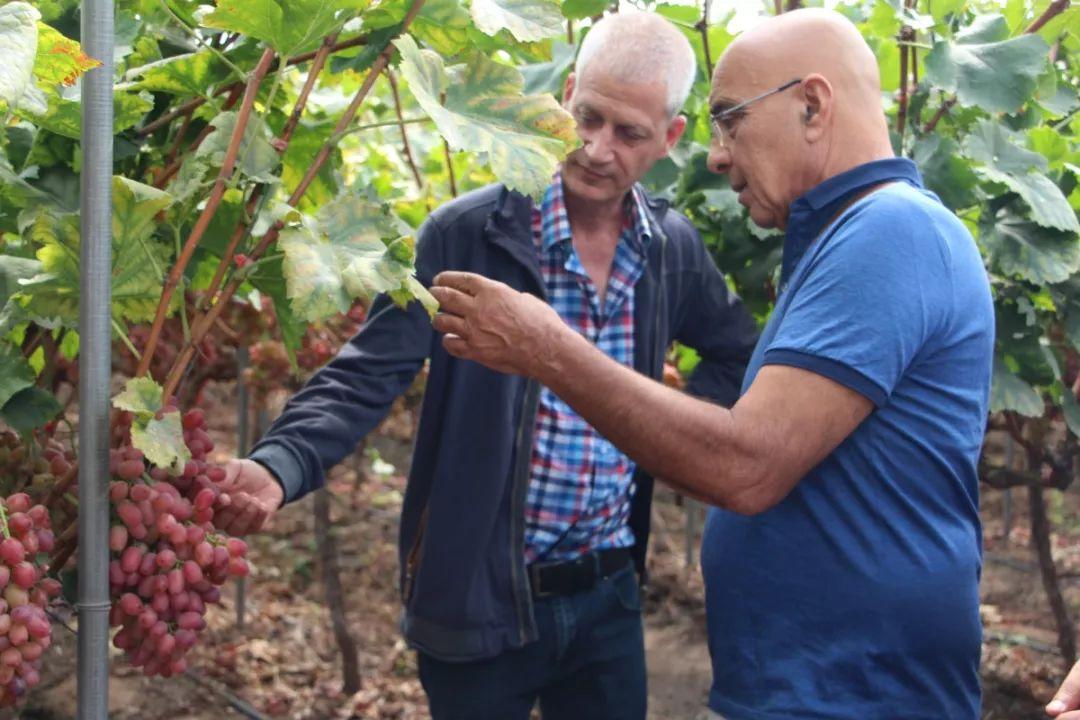 荷兰和以色列哪个发达,荷兰农业以色列农业对比