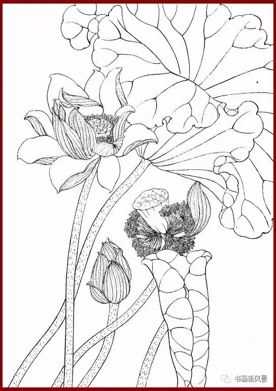 工笔白描简单荷花视频教程,工笔荷花的各种形态白描稿