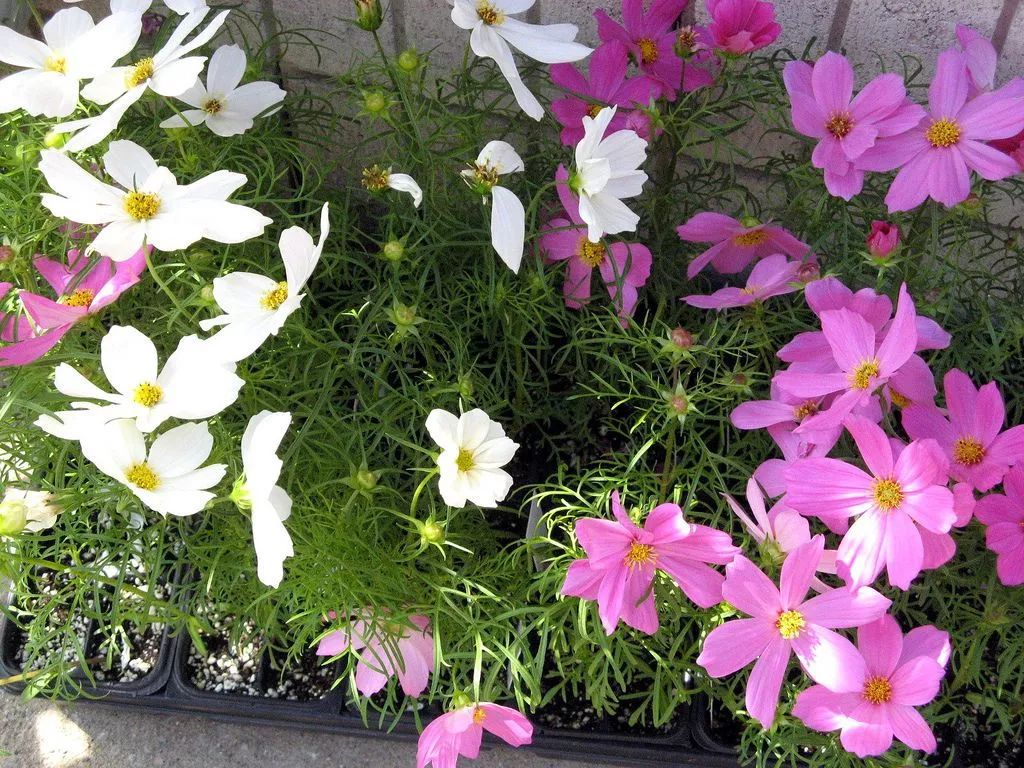 波斯菊不长主叶,波斯菊只长高不长粗是怎么回事