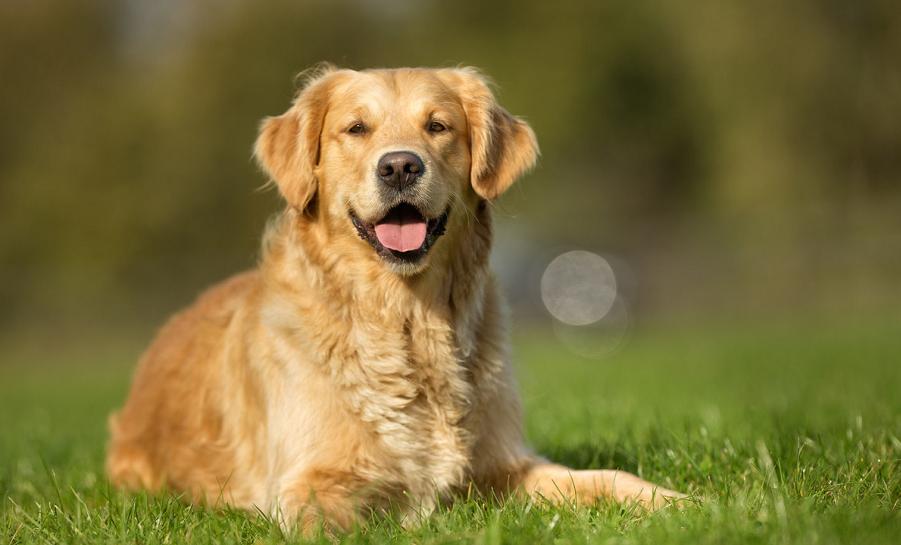 狗狗又开始乱拉大小便,狗狗在家随地大小便问题及训练