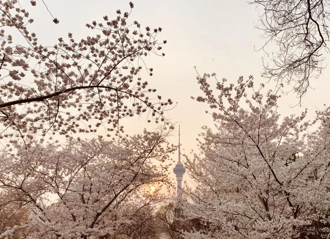 玉渊潭公园樱花新闻,玉渊潭公园樱花历史