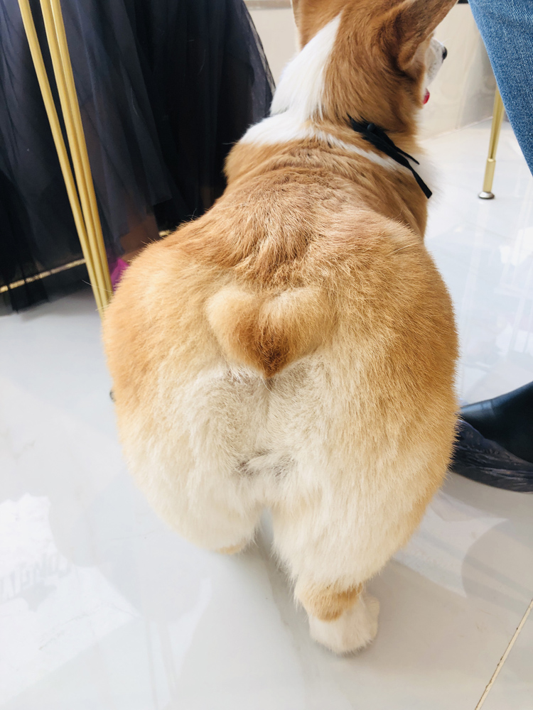 撸动物的网红店顺德,撸小动物的网红店北京世纪金源