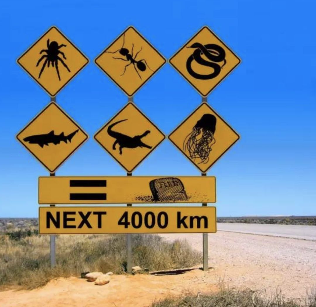 澳洲男子养宠物,澳洲男子养袋鼠做宠物