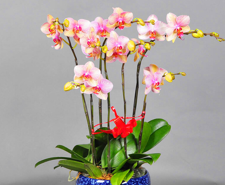 八字伤官官星两旺会发生什么,八字中伤官有什么特征