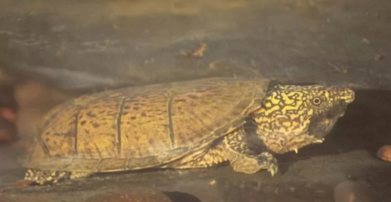 平背麝香龟价格,麝香蛋龟和果核蛋龟区别