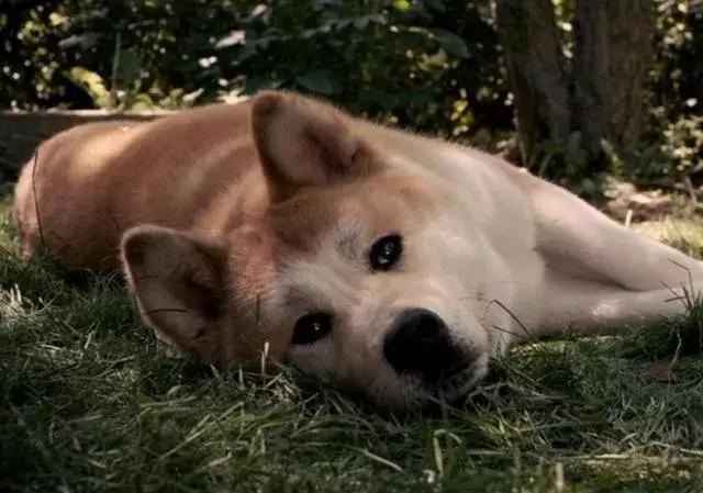 男子被一条狗疯咬,男子被狗追咬全身缝300多针