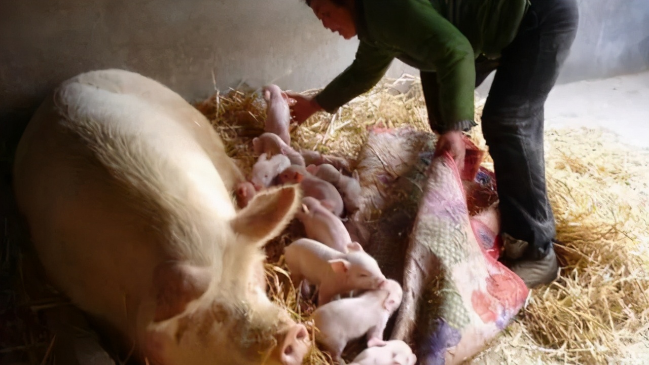 母猪突然死亡的原因及防治,母猪产后瘫痪的原因及预防措施