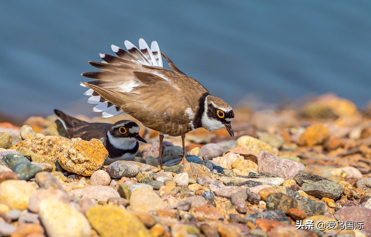 观鸟大年作品集,观鸟大年完整版