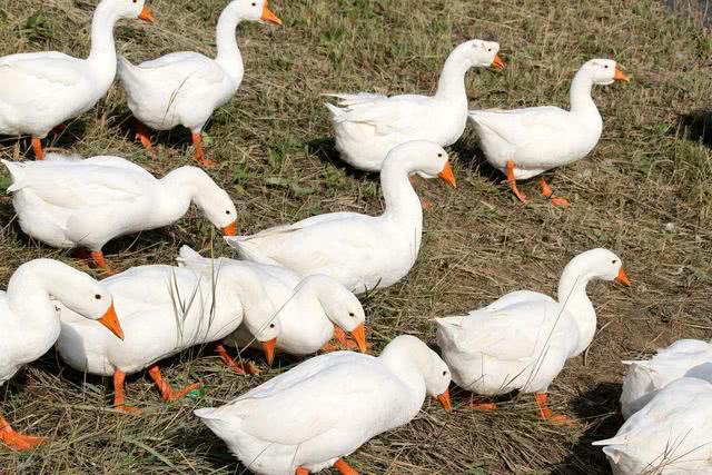 黄鼠狼抓老鼠有多厉害,黄鼠狼会抓小老鼠吗