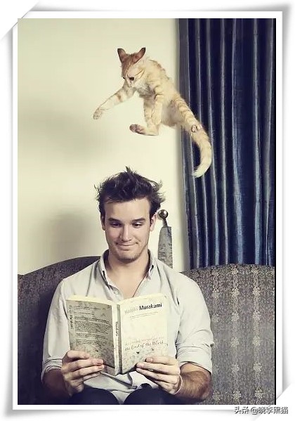 怎样知道你适不适合养猫,怎么判断自己适不适合养猫