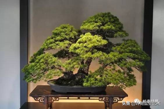 松树在水旱丛林盆景创作中的运用 (松树丛林盆景经典之作)