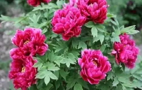 河南城市的市花有哪些花,全国56市市花图片