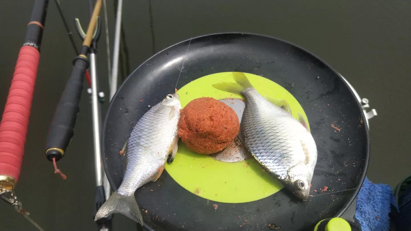 形似粑粑的食物,形似罗非鱼的鱼叫什么