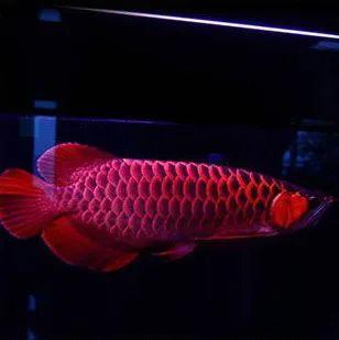 红龙鱼怎么看好的品种,如何挑选真正的红龙鱼