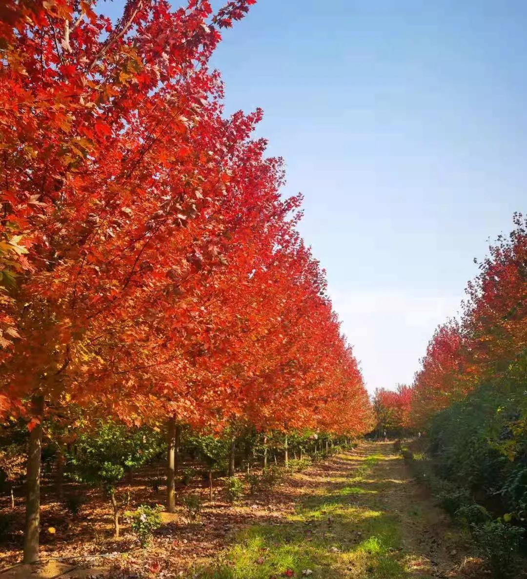 红枫树怎么样管理,美国红枫最佳栽植时间