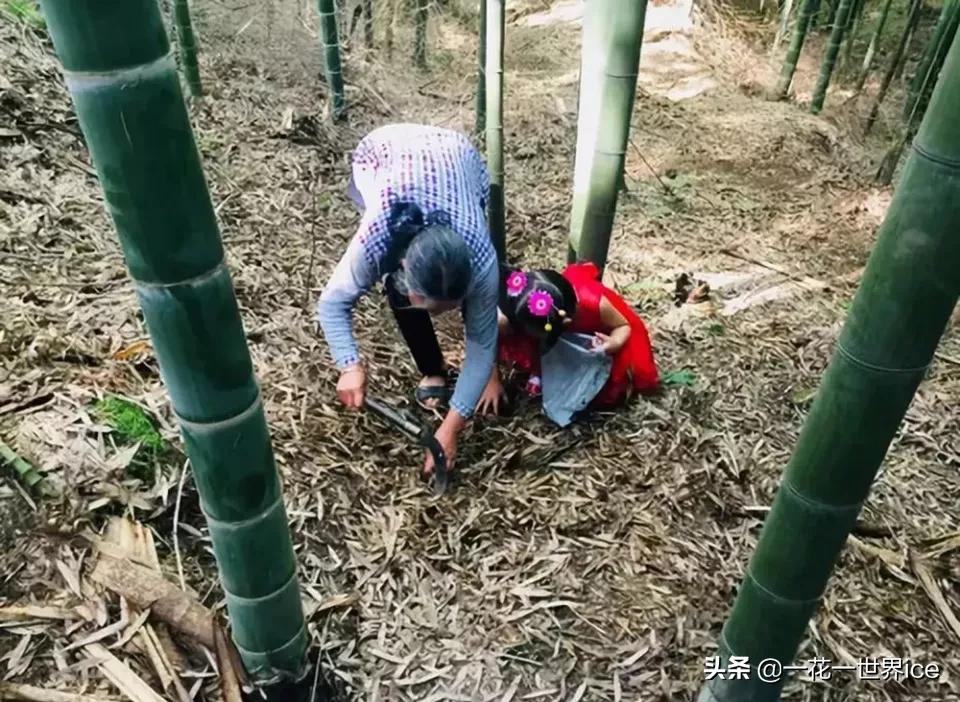 虫子被寄生,虫子被寄生蜂寄生