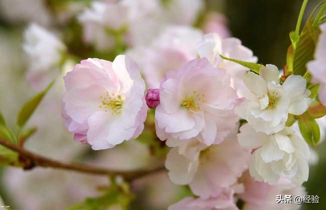 樱花树种植技术,兖州樱花树种植基地