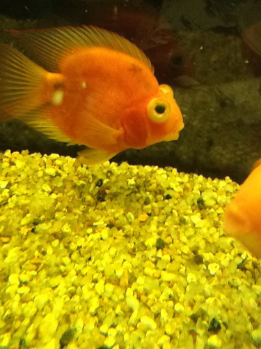 鹦鹉鱼嘴唇凸出来是什么病,鹦鹉鱼眼睛凸出来快掉了怎么处理