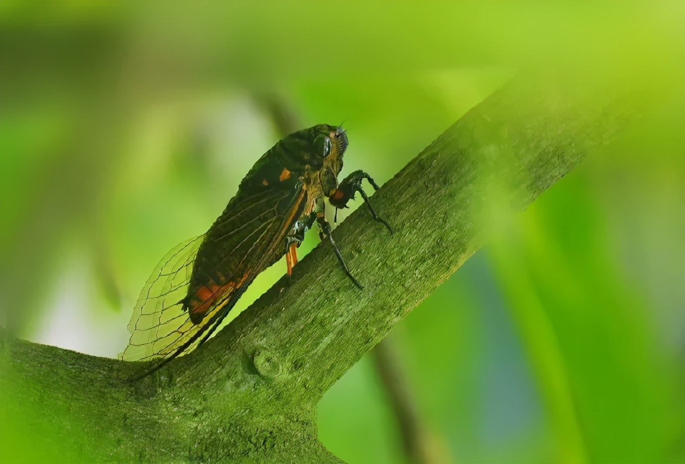 大暑的五种美,小暑的七种食物
