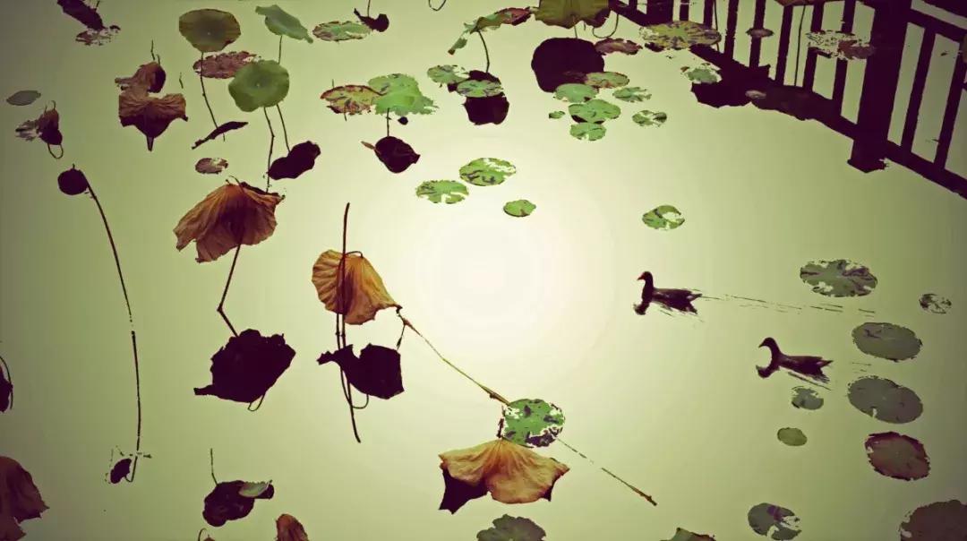 淮安生态环境保护摄影比赛,摄影大师在淮安