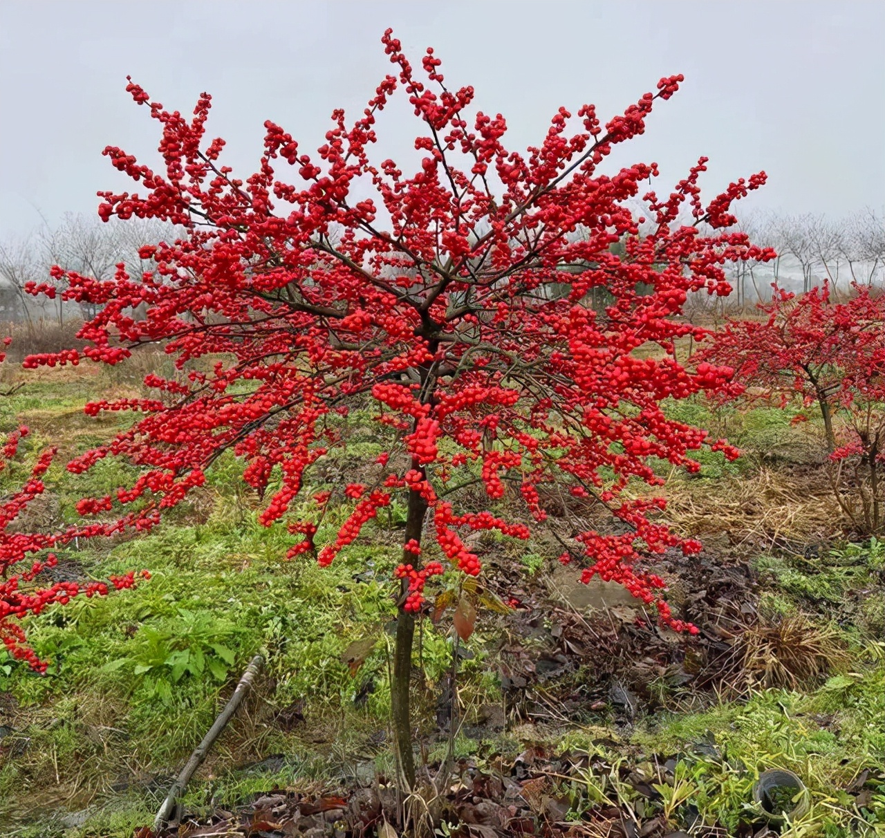 什么品种的冬青树比较好,北美冬青红遍中国