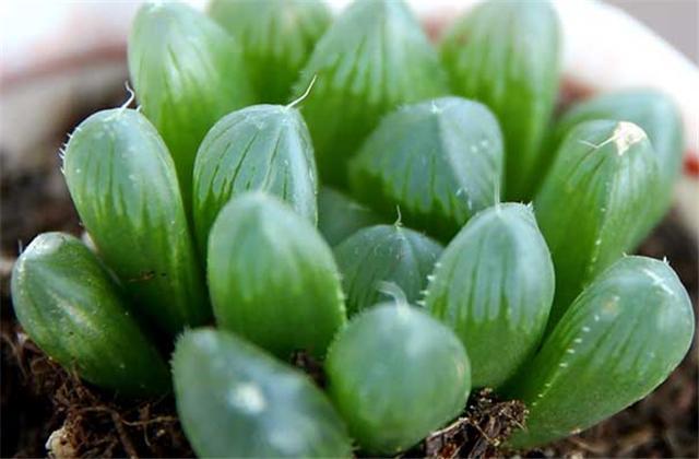 李大爷养花,如何把多肉玉露养得晶莹剔透