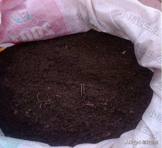 养君子兰需要什么条件才能开花,君子兰怎么养护才能让它开花