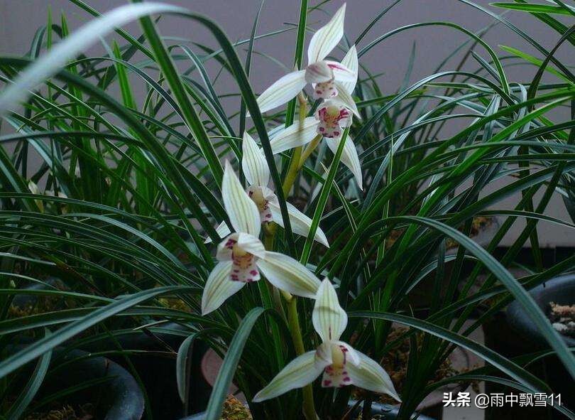 兰花怎么养才能一年四季开花,兰花开花后养殖方法和技巧