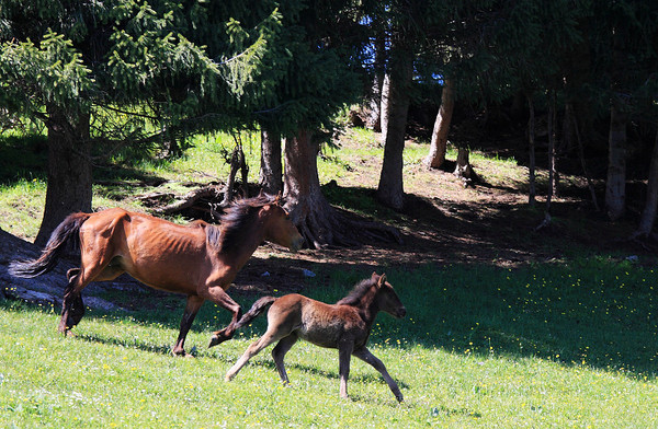六月底的伊犁雪山,5月的伊犁草原