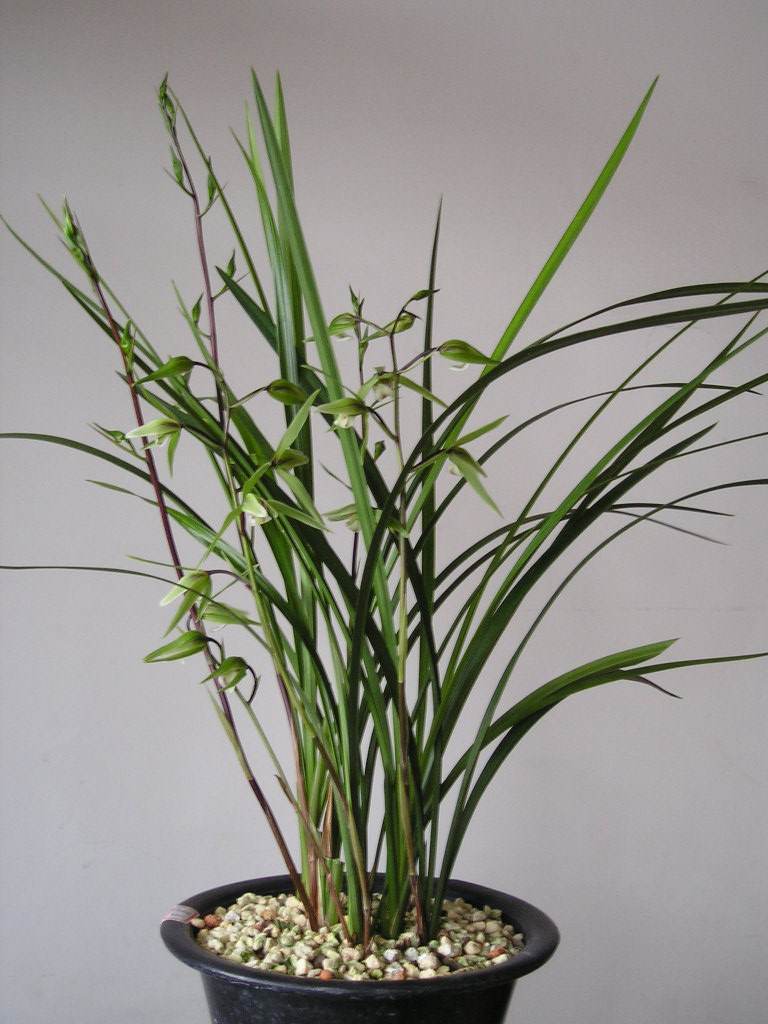 大别山春兰花品种鉴别图谱,兰花假鳞茎品种鉴别图谱