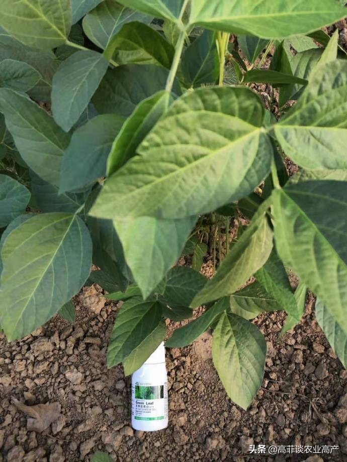大豆叶子发黄什么原因？大豆黄叶病怎么治？贝多丰叶面肥使用效果