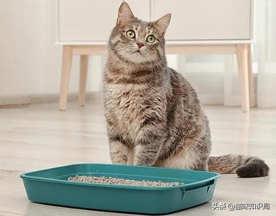 猫咪乱尿是泌尿系统出问题了吗,猫咪从不乱尿突然乱拉咋回事