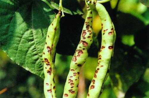 解决大棚豆角虫害的药肥,治豆角害虫的特效药