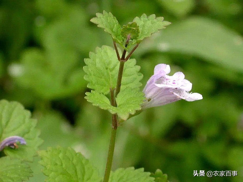活血丹和积雪草有什么区别,如何辨别活血丹与积雪草