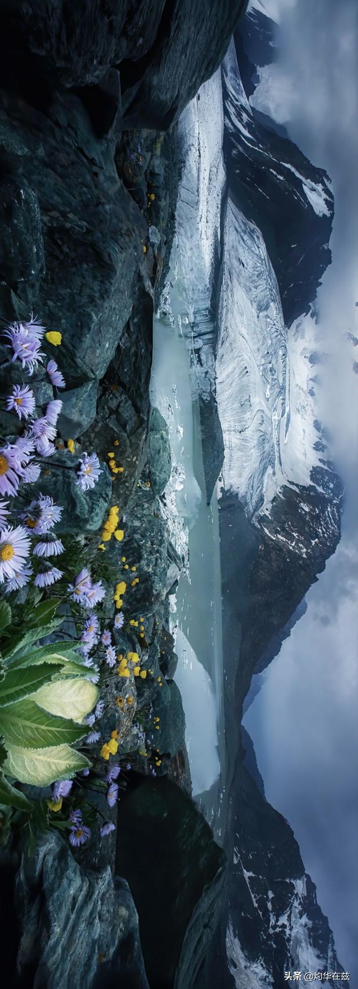 天山雪莲奇花,天山雪山雪莲