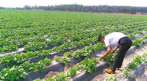 红薯施什么防止长藤,阴雨天红薯藤疯长怎办